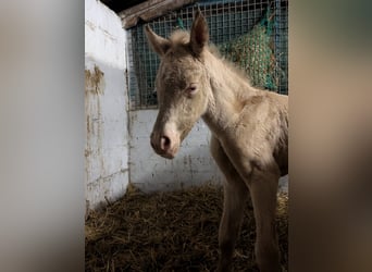 Duits rijpaard, Hengst, Veulen (01/2026), Perlino