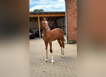 Duits rijpaard, Hengst, Veulen (04/2026), Vos