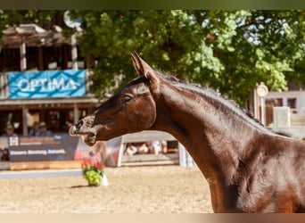 Duits rijpaard, Hengst, Veulen (02/2026), Zwartbruin