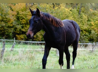 Duits rijpaard, Hengst, Veulen (04/2025), Zwartbruin
