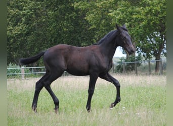 Duits rijpaard, Hengst, veulen (03/2023), Zwartschimmel