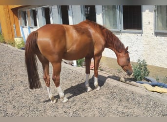 Duits rijpaard, Merrie, 10 Jaar, 155 cm, Vos