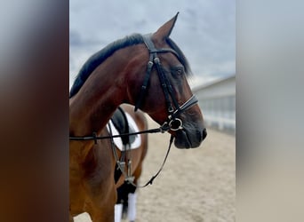 Duits rijpaard, Merrie, 10 Jaar, 165 cm, Bruin