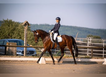 Duits rijpaard, Merrie, 10 Jaar, 165 cm, Donkerbruin