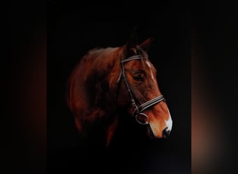 Duits rijpaard, Merrie, 10 Jaar, 165 cm