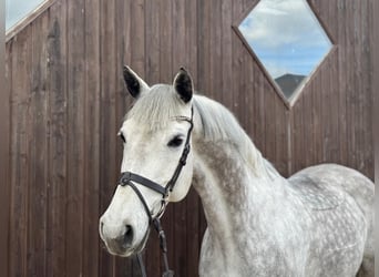 Duits rijpaard, Merrie, 10 Jaar, 165 cm, Schimmel