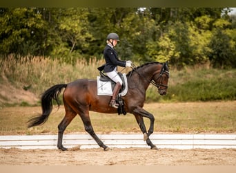 Duits rijpaard, Merrie, 10 Jaar, 166 cm, Donkerbruin
