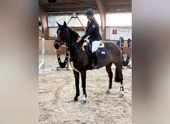 Duits rijpaard, Merrie, 10 Jaar, 167 cm, Bruin