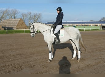 Duits rijpaard, Merrie, 10 Jaar, 168 cm, Schimmel