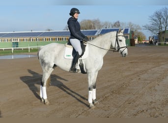 Duits rijpaard, Merrie, 10 Jaar, 168 cm, Schimmel