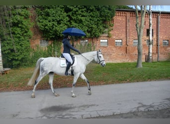 Duits rijpaard, Merrie, 10 Jaar, 168 cm, Schimmel