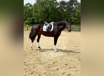 Duits rijpaard, Merrie, 10 Jaar, 170 cm, Donkerbruin