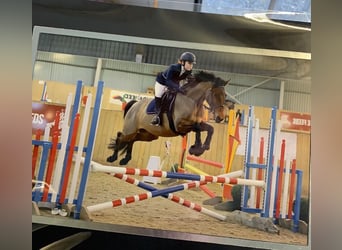 Duits rijpaard, Merrie, 11 Jaar, 160 cm, Donkerbruin