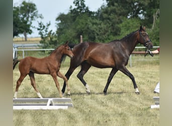Duits rijpaard, Merrie, 11 Jaar, 167 cm, Bruin