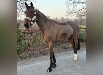 Duits rijpaard, Merrie, 11 Jaar, 175 cm, Bruin