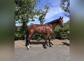 Duits rijpaard, Merrie, 11 Jaar, 175 cm, Bruin