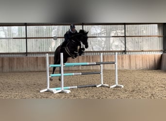 Duits rijpaard, Merrie, 12 Jaar, 168 cm, Donkerbruin