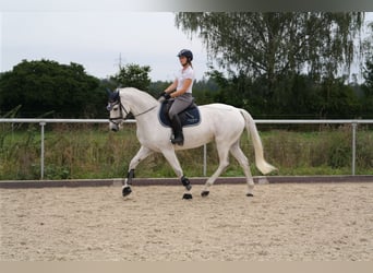 Duits rijpaard, Merrie, 12 Jaar, 168 cm, Schimmel