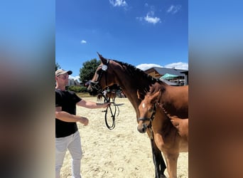 Duits rijpaard, Merrie, 12 Jaar, 170 cm, Bruin