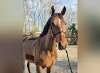 Duits rijpaard, Merrie, 12 Jaar, 170 cm, Bruin