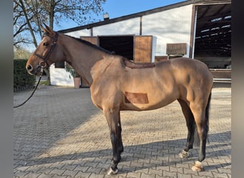 Duits rijpaard, Merrie, 12 Jaar, 170 cm, Bruin