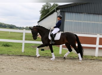 Duits rijpaard, Merrie, 12 Jaar, 170 cm, Donkerbruin