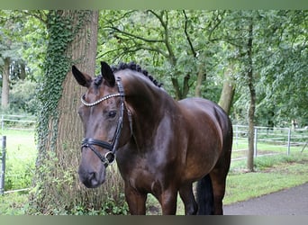 Duits rijpaard, Merrie, 12 Jaar, 170 cm, Donkerbruin