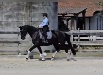 Duits rijpaard, Merrie, 12 Jaar, 175 cm, Zwart