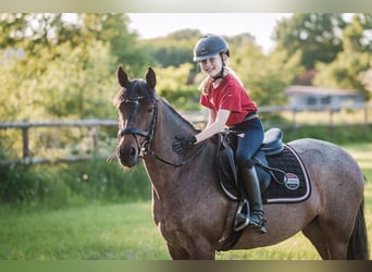Duits rijpaard, Merrie, 13 Jaar, 144 cm, Roan-Red
