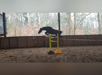 Duits rijpaard, Merrie, 13 Jaar, 153 cm, Zwart