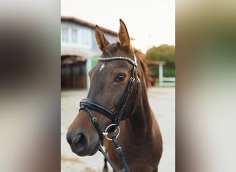 Duits rijpaard, Merrie, 13 Jaar, 158 cm, Bruin