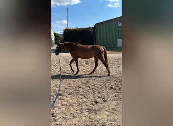 Duits rijpaard, Merrie, 13 Jaar, 160 cm, Donkere-vos