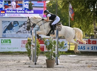 Duits rijpaard, Merrie, 13 Jaar, 163 cm, Schimmel