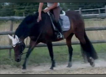 Duits rijpaard, Merrie, 13 Jaar, 165 cm, Donkerbruin