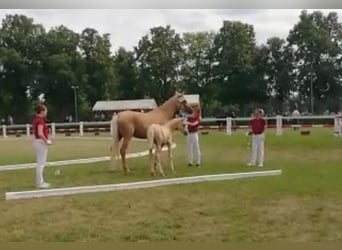 Duits rijpaard, Merrie, 13 Jaar, 165 cm, Palomino
