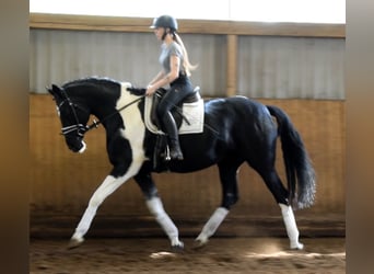 Duits rijpaard, Merrie, 13 Jaar, 170 cm, Gevlekt-paard