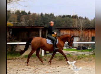 Duits rijpaard, Merrie, 13 Jaar, 170 cm, Vos