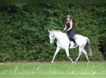 Duits rijpaard, Merrie, 13 Jaar, 174 cm, Schimmel