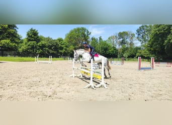 Duits rijpaard, Merrie, 13 Jaar, 174 cm, Schimmel
