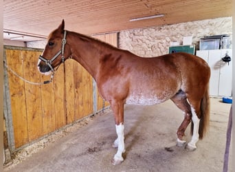 Duits rijpaard Mix, Merrie, 14 Jaar, 154 cm, Vos