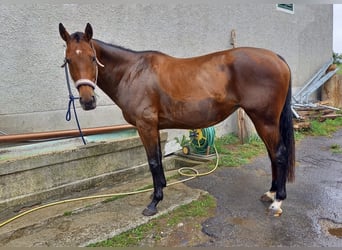 Duits rijpaard, Merrie, 14 Jaar, 163 cm, Bruin