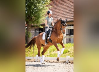 Duits rijpaard, Merrie, 14 Jaar, 168 cm, Donkere-vos