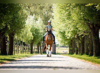 Duits rijpaard, Merrie, 14 Jaar, 168 cm, Donkere-vos