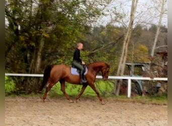 Duits rijpaard, Merrie, 14 Jaar, 170 cm, Vos