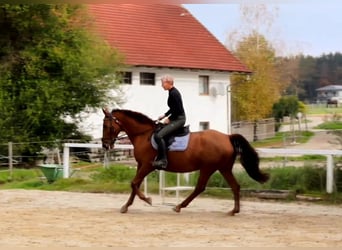 Duits rijpaard, Merrie, 14 Jaar, 170 cm, Vos