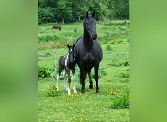 Duits rijpaard, Merrie, 15 Jaar, 160 cm, Zwart