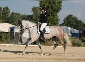 Duits rijpaard, Merrie, 15 Jaar, 162 cm, Brown Falb schimmel