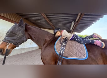 Duits rijpaard, Merrie, 16 Jaar, 167 cm, Bruin