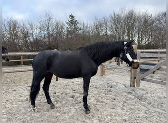 Duits rijpaard, Merrie, 16 Jaar, 168 cm, Donkerbruin