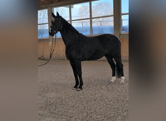 Duits rijpaard, Merrie, 16 Jaar, 172 cm, Donkerbruin